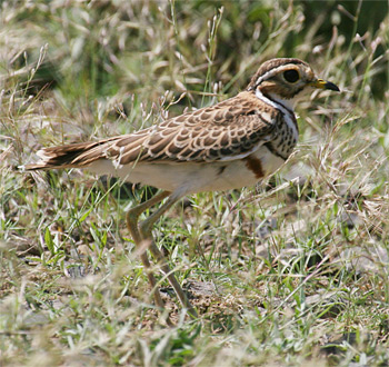 Heuglin's Courser