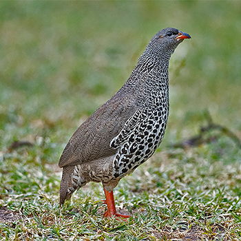 Hildebrandt's Francolin