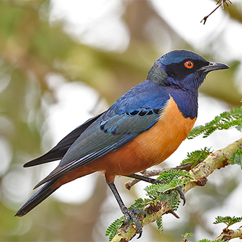 Hildebrandt's Starling