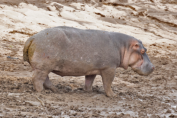 Hippopotamus