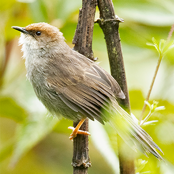 Hunter's Cisticola