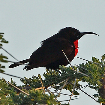 Hunter's Sunbird