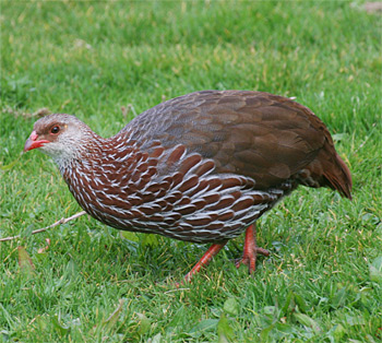 Jackson's Francolin