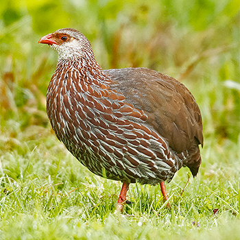 Jackson's Francolin