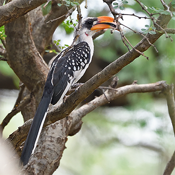 Jackson's Hornbill