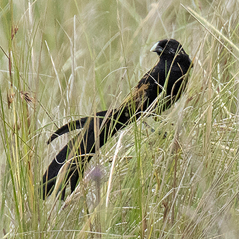 Jackson's Widowbird