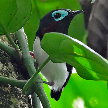 Jameson's Wattle-eye
