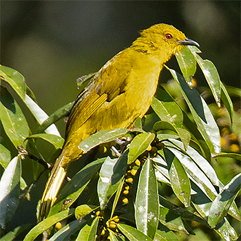 Joyful Greenbul