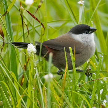 Kandt's Waxbill