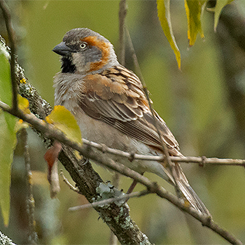 Kenya Rufous Sparrow