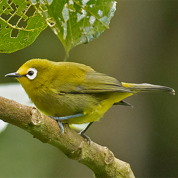 Kikuyu White-eye