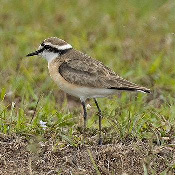 Kittlitz's Plover
