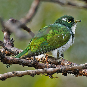 Klaas's Cuckoo