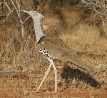 Kori Bustard