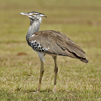 Kori Bustard