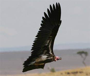 Lappet-faced Vulture