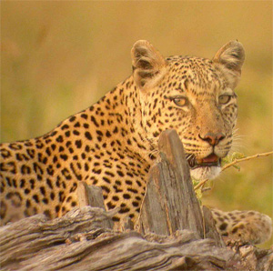 Leopard, Masai Mara