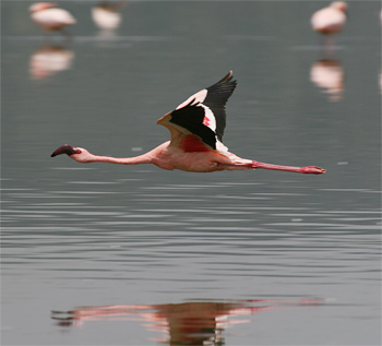 Lesser Flamingo