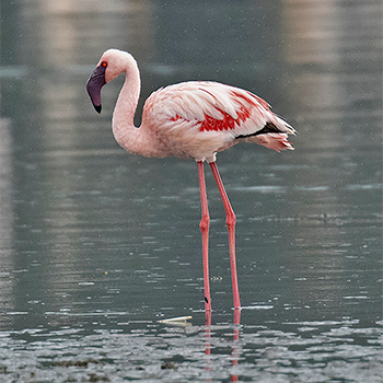 Lesser Flamingo