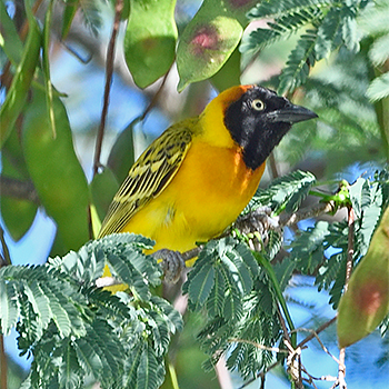 Lesser Masked Weaver