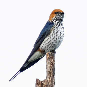 Lesser Striped Swallow