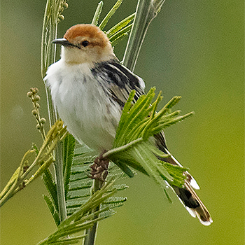 Levaillant's Cisticola