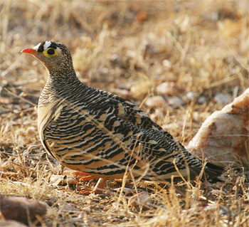 Lichtenstein's Sandgrouse