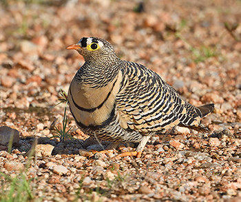 Lichtenstein's Sandgrouse