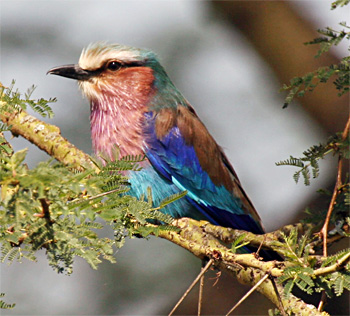 Lilac-breasted Roller