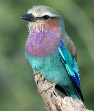 Lilac-breasted Roller