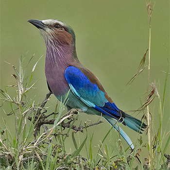 Lilac-breasted Roller