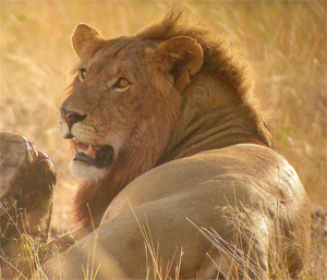 Lion, Masai Mara