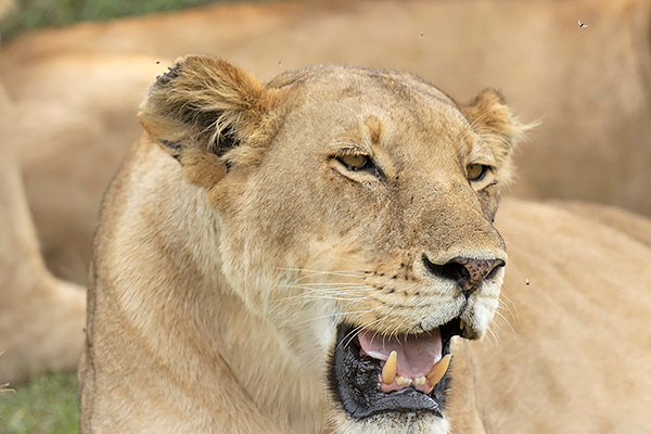 Lion