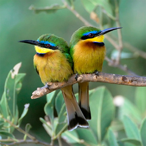 Little Bee-eater