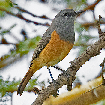 Little Rock-thrush