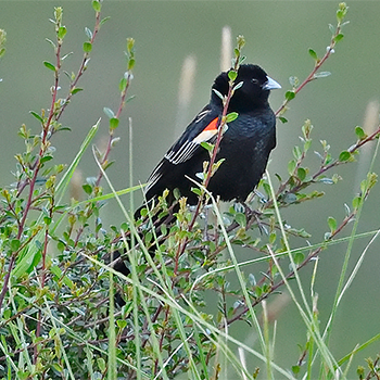Long-tailed Widowbird