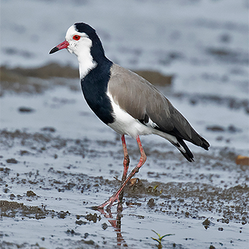 Long-toed Lapwing