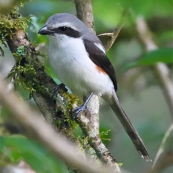 Mackinnon's Shrike