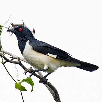 Magpie Starling
