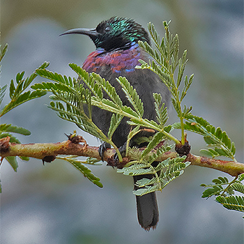 Mariqua Sunbird