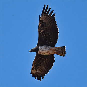 Martial Eagle