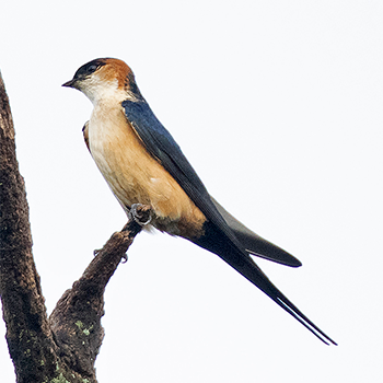 Mosque Swallow