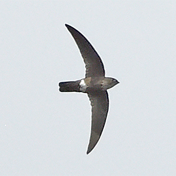 Mottled Spinetail