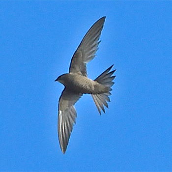 Mottled Swift
