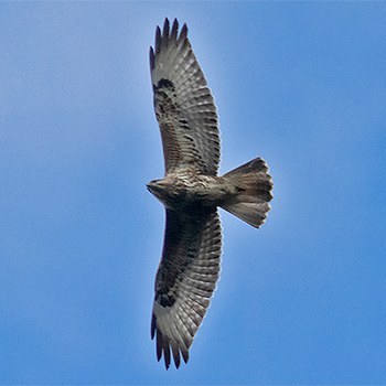 Mountain Buzzard