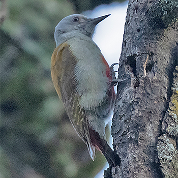 Mountain Grey Woodpecker