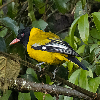 Mountain Oriole