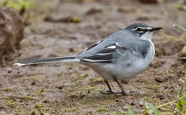 Mountain Wagtail