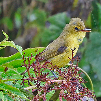 Mountain Yellow-warbler