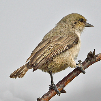 Mouse-coloured Penduline-tit